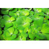 Pistia stratiotes