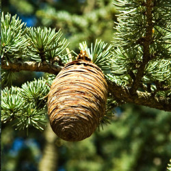 Cedrus deodara