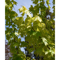 Acer buergerianum