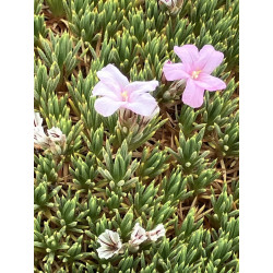 Acantholimon ulicinum