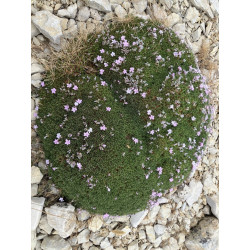 Acantholimon ulicinum