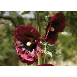 Alcea rosea