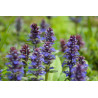 Ajuga reptans