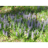 Ajuga reptans
