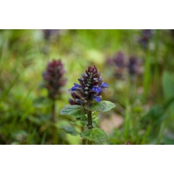 Ajuga reptans