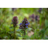 Ajuga reptans