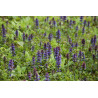 Ajuga reptans