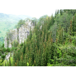 Picea omorica Purkyne