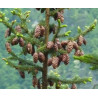 Picea omorica Purkyne