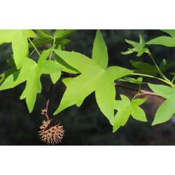 Liquidambar orientalis