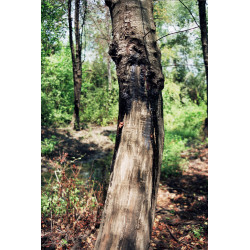 Liquidambar orientalis