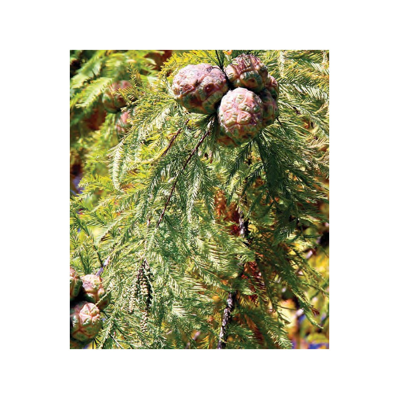 Taxodium distichum