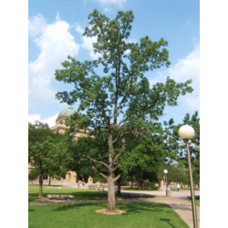 Liquidambar styracifilua