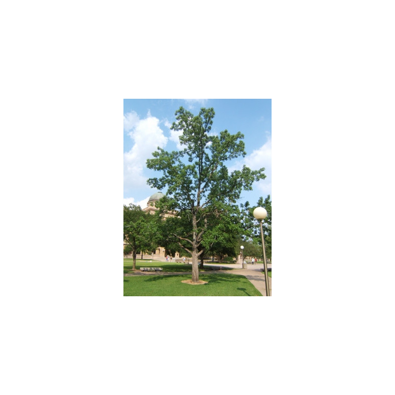 Liquidambar styracifilua