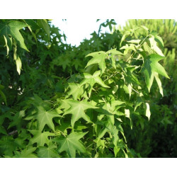Liquidambar styracifilua