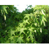 Liquidambar styracifilua
