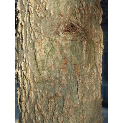 Liquidambar styracifilua