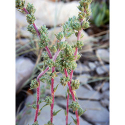 Camphorosma monspeliaca