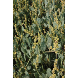 Halimione portulacoides