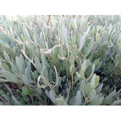 Halimione portulacoides