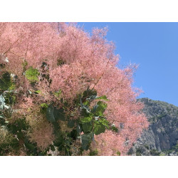 Cotinus coggyria