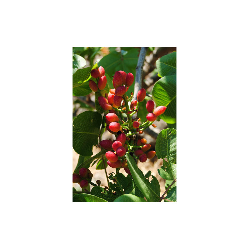 Pistacia vera