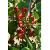 Pistacia vera