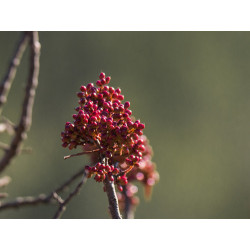 Pistacia terebinthus