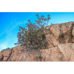 Pistacia terebinthus