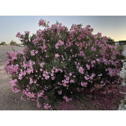 Nerium oleander