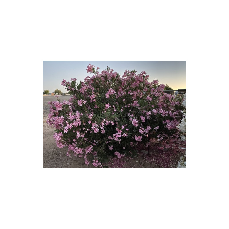 Nerium oleander