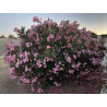 Nerium oleander