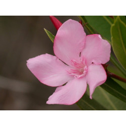 Nerium oleander