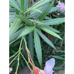 Nerium oleander