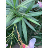 Nerium oleander