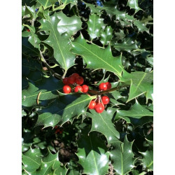 Ilex aquifolium