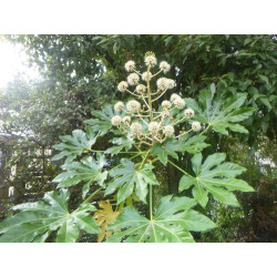 Fatsia japonica