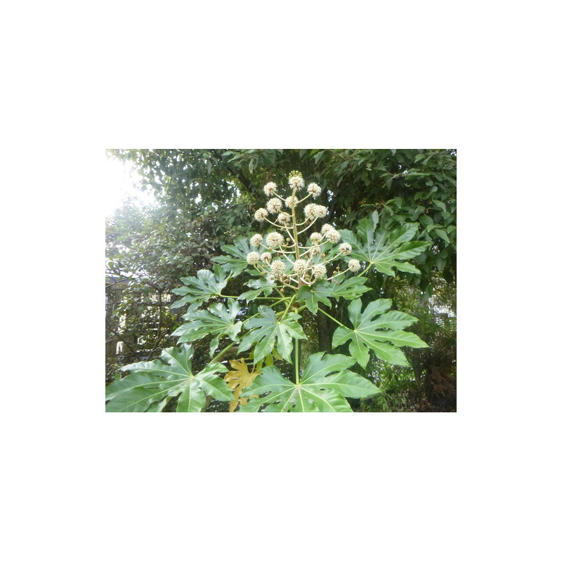 Fatsia japonica
