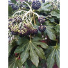 Fatsia japonica