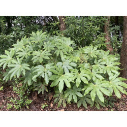 Fatsia japonica