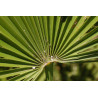 Chamaerops humilis