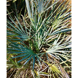Chamaerops humilis