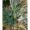 Chamaerops humilis