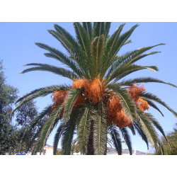Phoenix canariensis