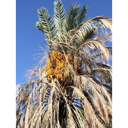 Phoenix dactylifera