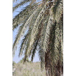 Phoenix dactylifera