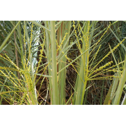 Phoenix dactylifera