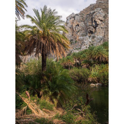 Phoenix theophrastii