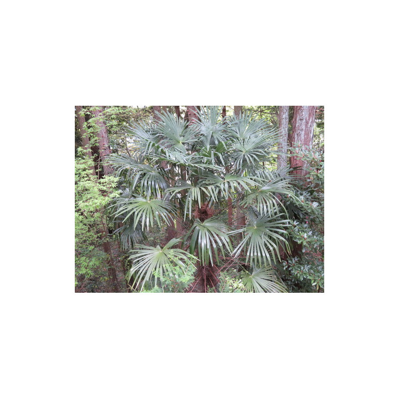 Trachycarpus fortunei