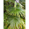 Trachycarpus fortunei